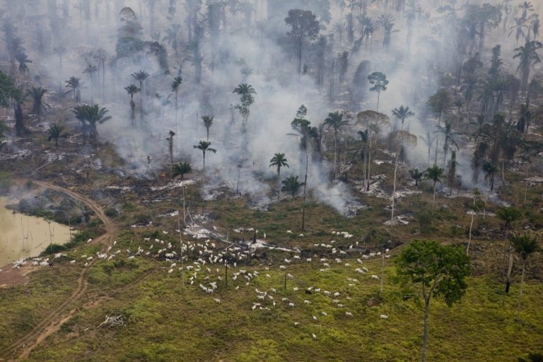 Chanel, Gucci and Balenciaga: luxury brands use leather from illegal deforestation in Amazônia