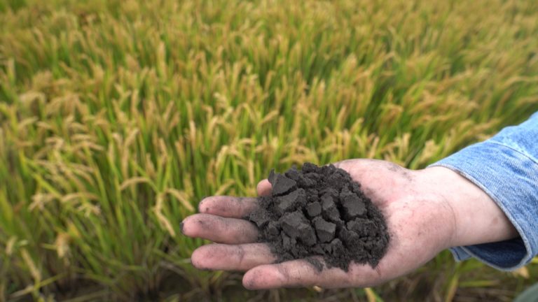 Combinação de tecnologias do Brasil e da China pode potenciar produção agroecológica
