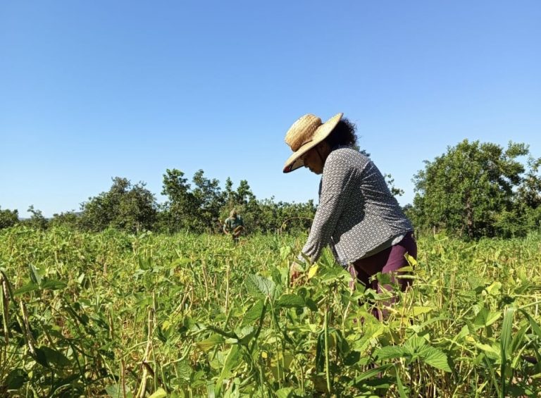 Quintais produtivos fortalecem autonomia de mulheres camponesas e impulsiona agroecologia 