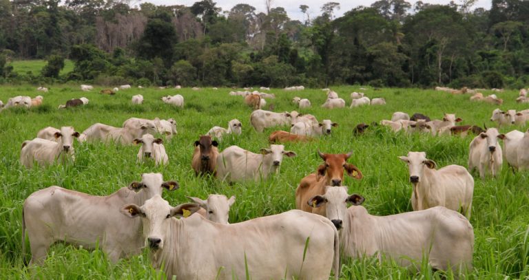 Puxadas pelo agro, emissões de gases de efeito estufa sobem 6% no Brasil, aponta observatório