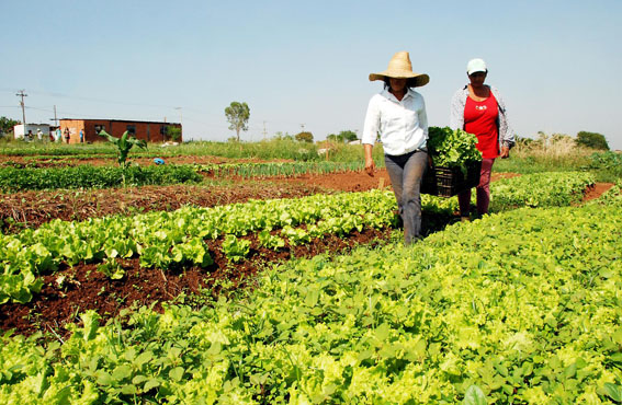 BNDES destina parte do lucro à construção de fábricas de bioinsumos da agricultura familiar