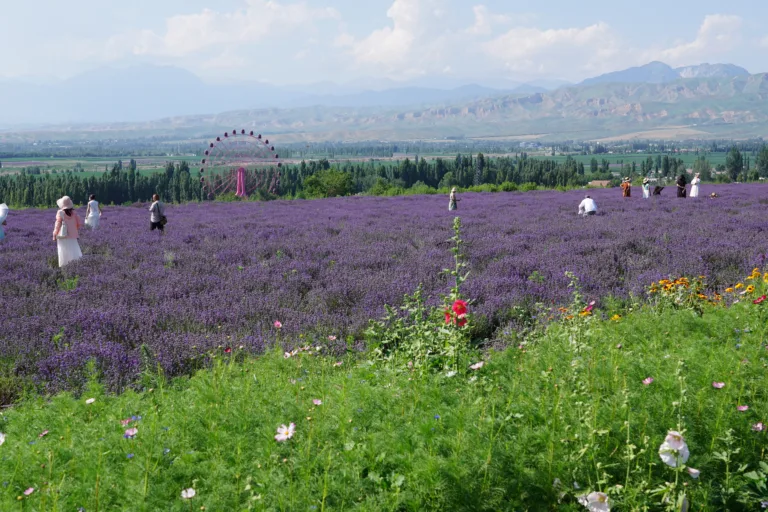 Vila chinesa em Xinjiang transforma economia rural com cultivo de lavanda e turismo comunitário