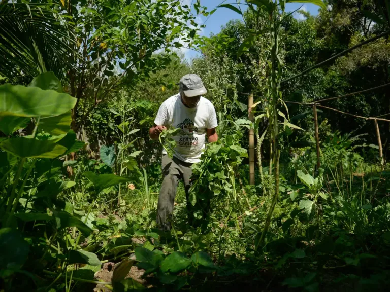 Agroecologia poderia tornar Brasil referência mundial em adaptação climática, diz pesquisadora
