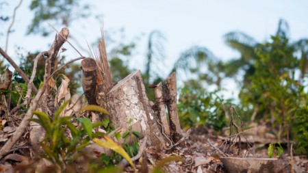 Fundo de Financiamento para Florestas Tropicais: nova fantasia financeira do colapso climático