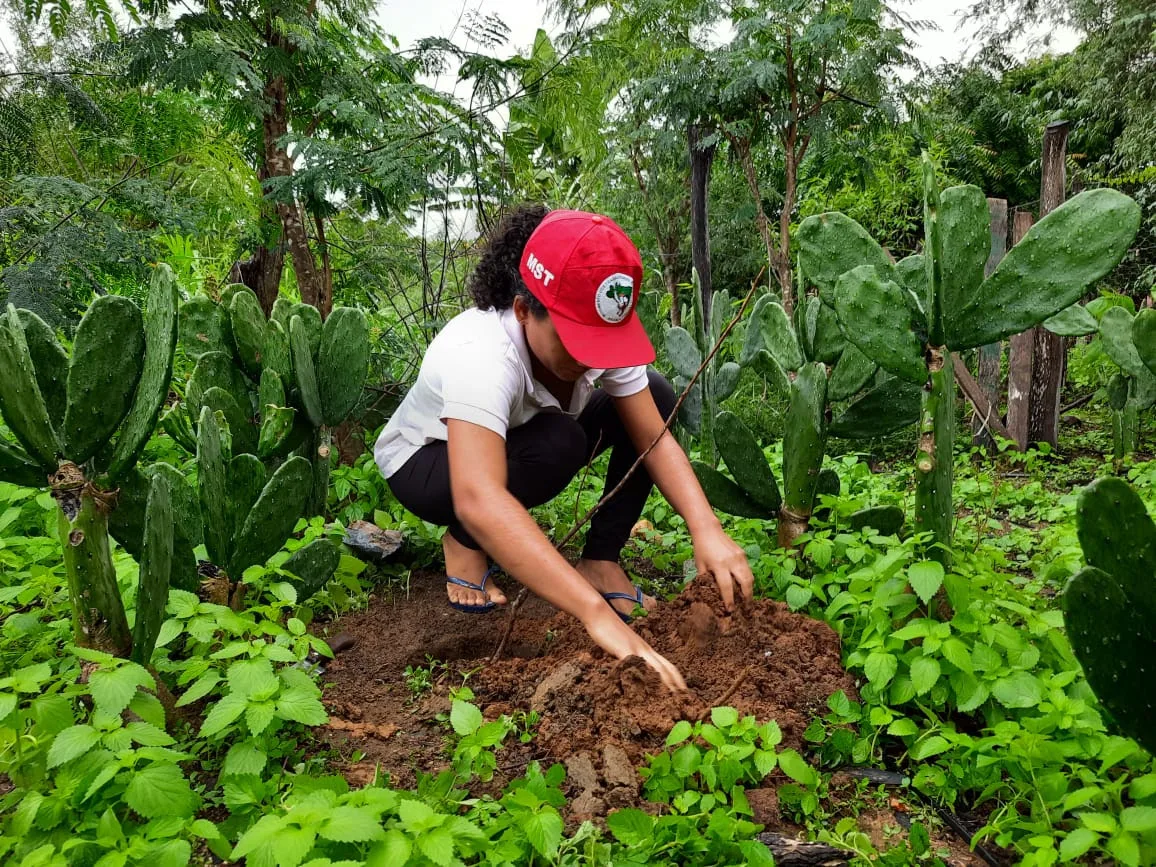 Plano nacional Plantar Árvores, Produzir Alimentos Saudáveis foi lançado pelo MST em 2020