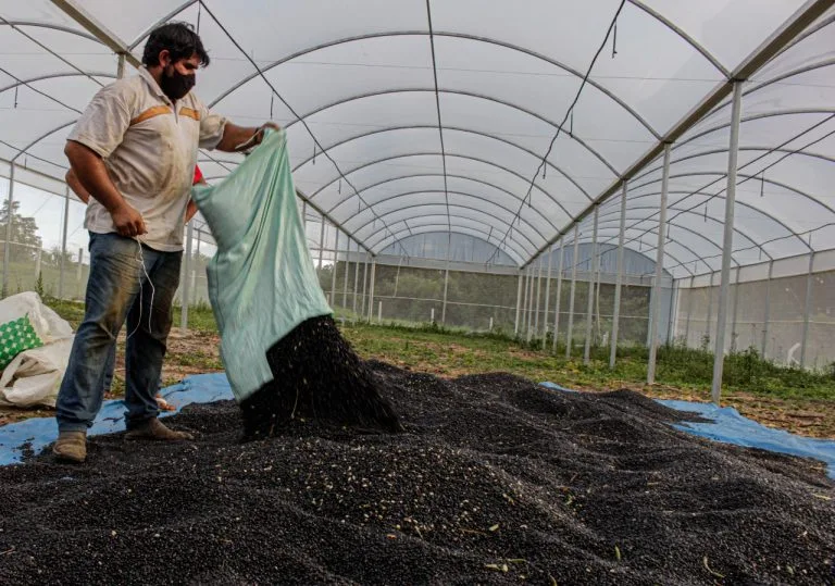 Produção de feijão agroecológico