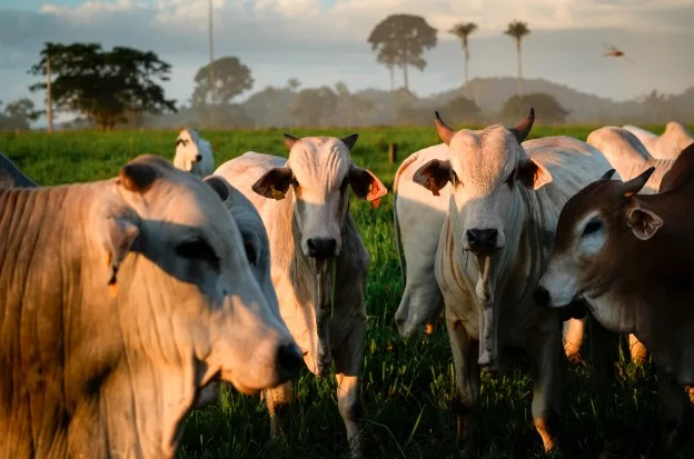 Human Rights Watch: pastagens ilegais no Pará abasteceram fornecedores da JBS