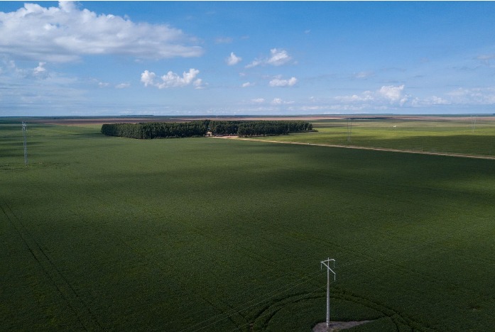 Cargill comprou soja de produtor multado por cultivo em área embargada na Bahia 