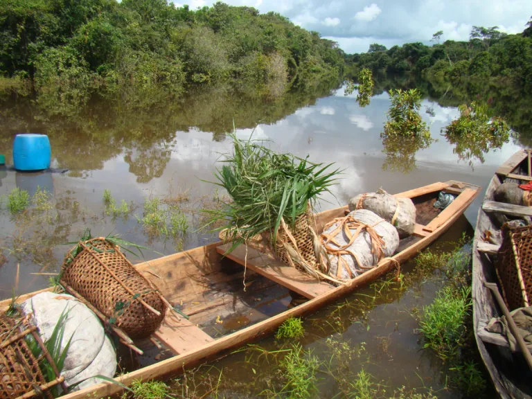 Castanha-do-pará: um bem precioso da sociobiodiversidade amazônica