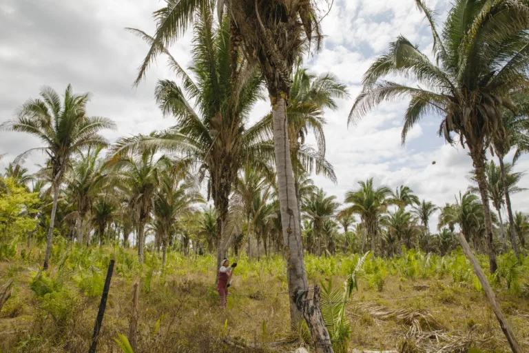 ‘Rain of pesticides’ in Brazil threatens organic production of 'babassu' coconut breakers