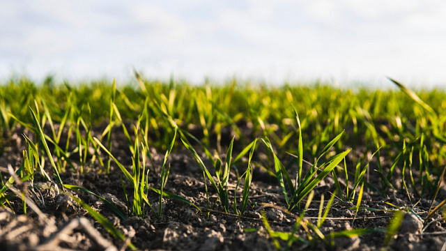 FAO da ONU reconhece sistema agrícola de terraços no México como patrimônio mundial
