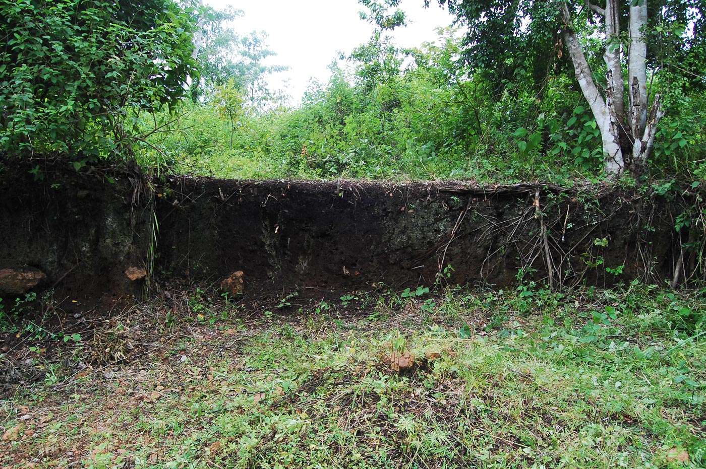Terra preta de índio, solo escuro e fértil criado por povos indígenas há milênios, é uma das principais evidências de manejo ancestral da Amazônia.