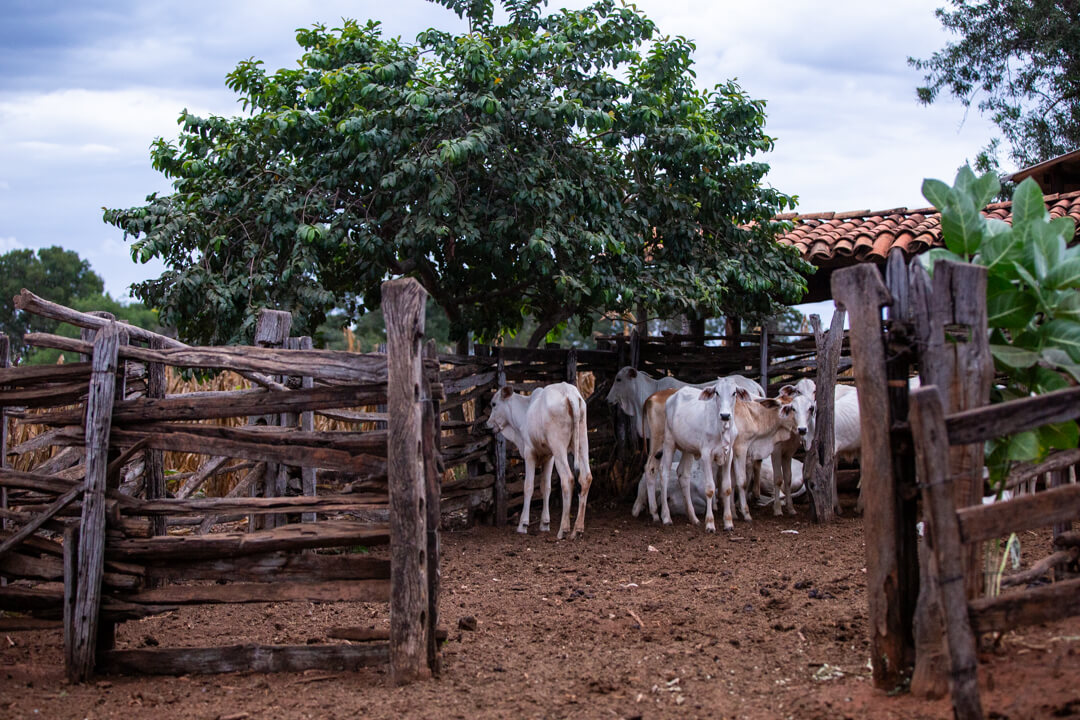 Criação de gado para subsistência é atividade comum entre comunidades de fecho de pasto (Foto: Fellipe Abreu/Acervo ISPN)