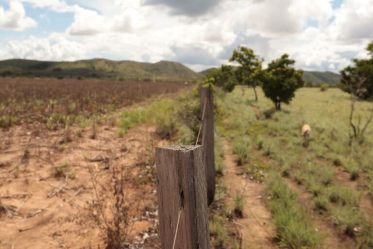 Quatro em cada cinco terras indígenas de Roraima estão cercadas por soja, diz estudo
