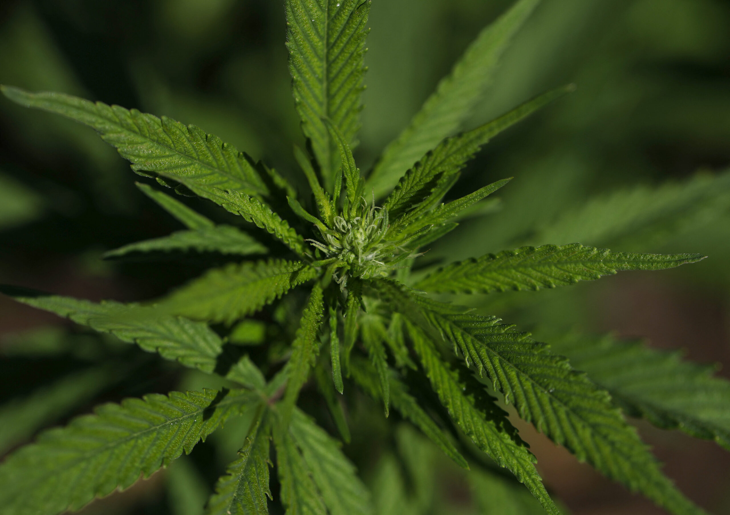 Resolução também autoriza manipulação personalizada em farmácias e facilita o acesso a tratamentos com maiores teores de THC para quadros clínicos graves.