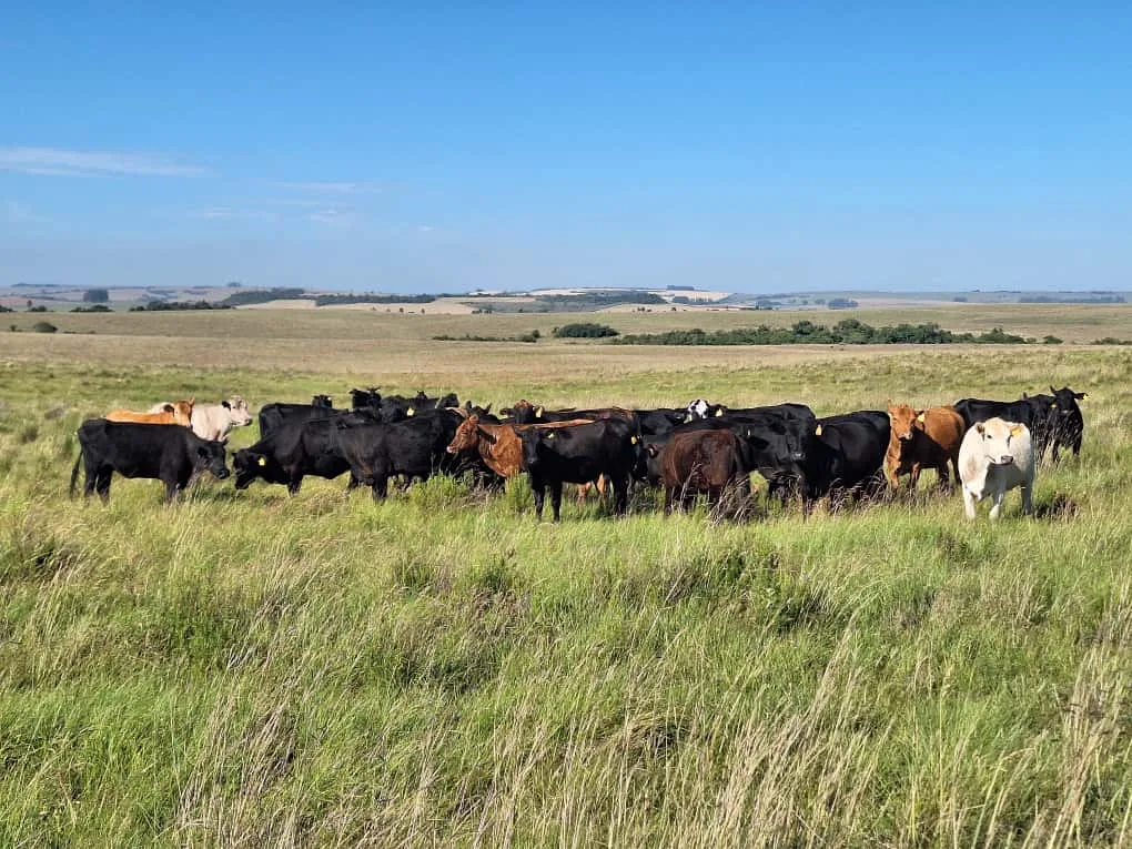 os campos nativos
