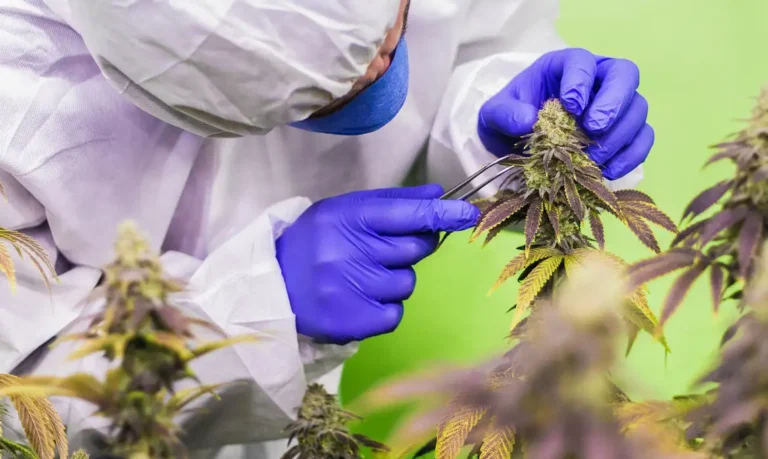 Cannabis medicinal: avanço regulatório não basta sem acesso, justiça social e política pública