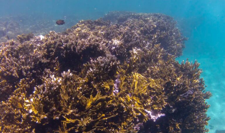 Tratado de proteção dos oceanos entra em vigor após 20 anos de negociações