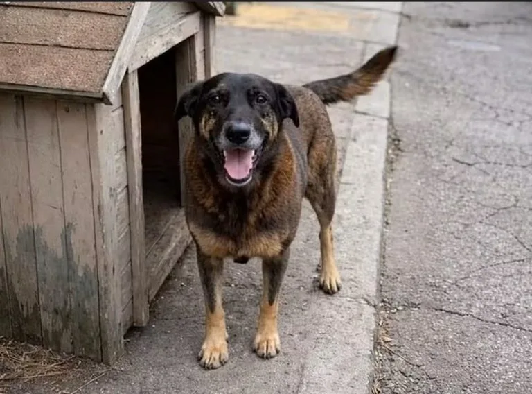 Cão Orelha, que morreu após ser espancado em Florianópolis