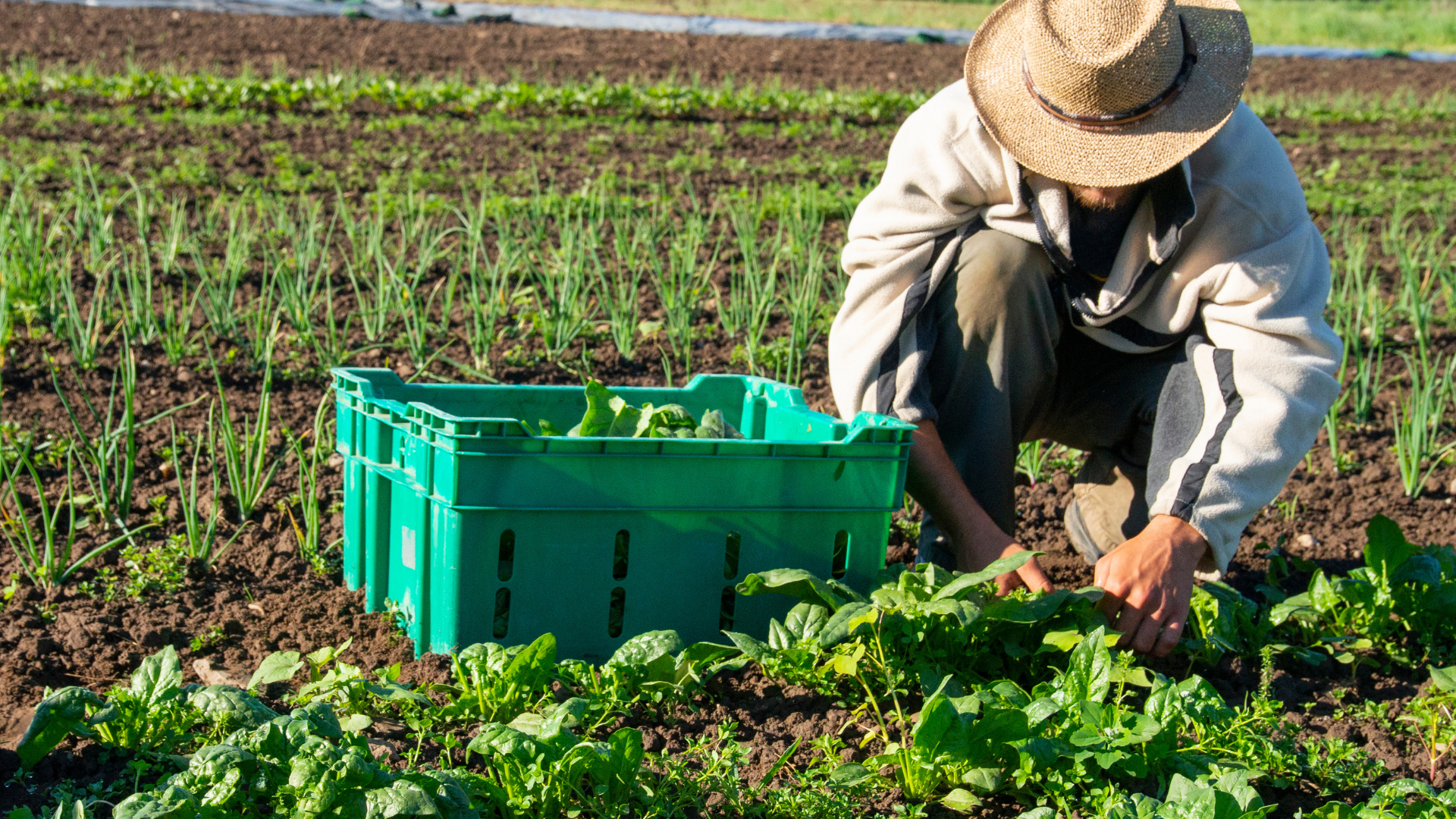 Mais de 121 mil pessoas vivem na área rural do Distrito Federal. segundo dados da pesquisa. | Foto: Divulgação/IPEDF