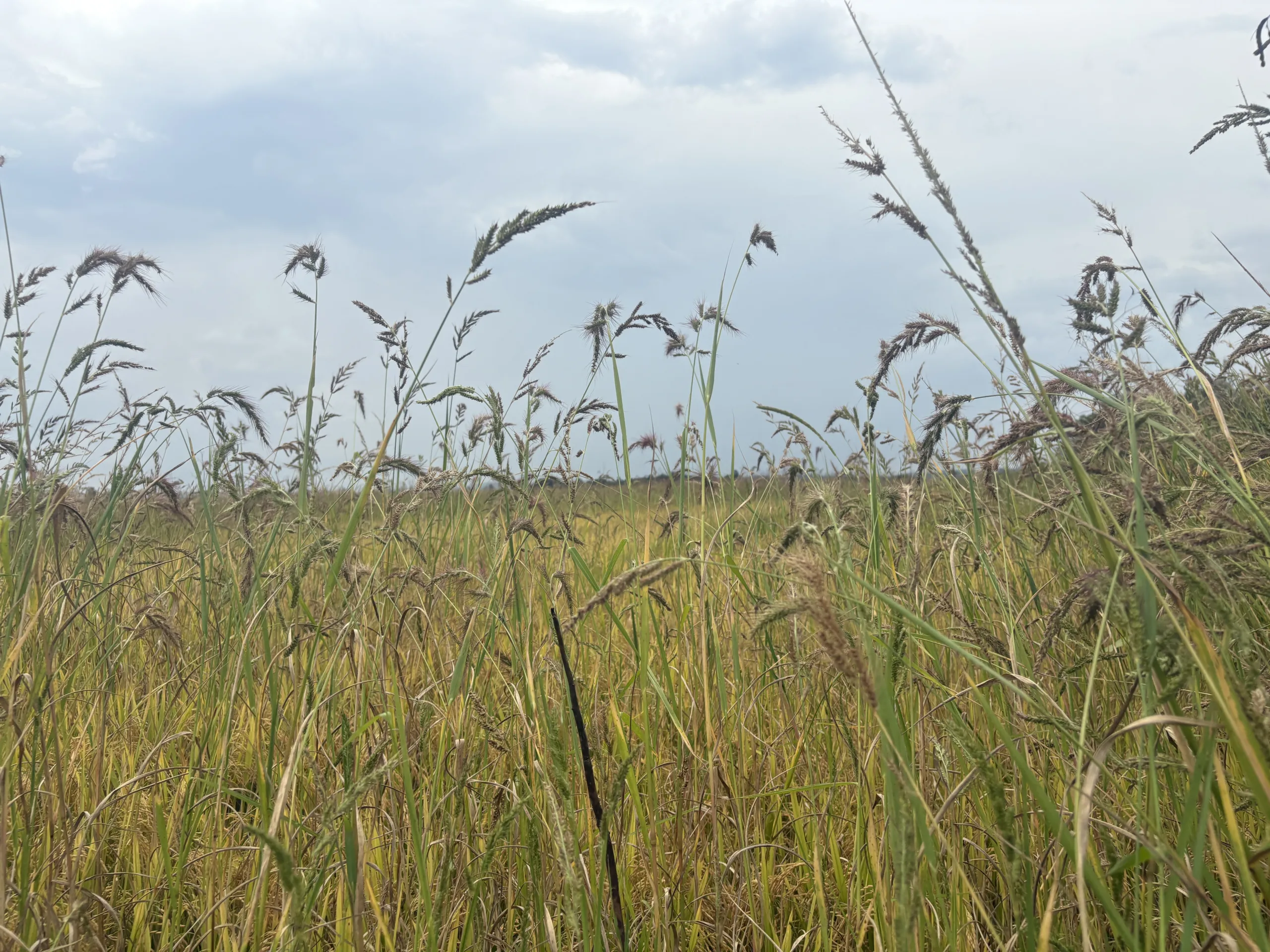 A anfitriã será a Cooperativa de Produção Agropecuária Nova Santa Rita (Coopan), no Assentamento Capela, em Nova Santa Rita (RS)