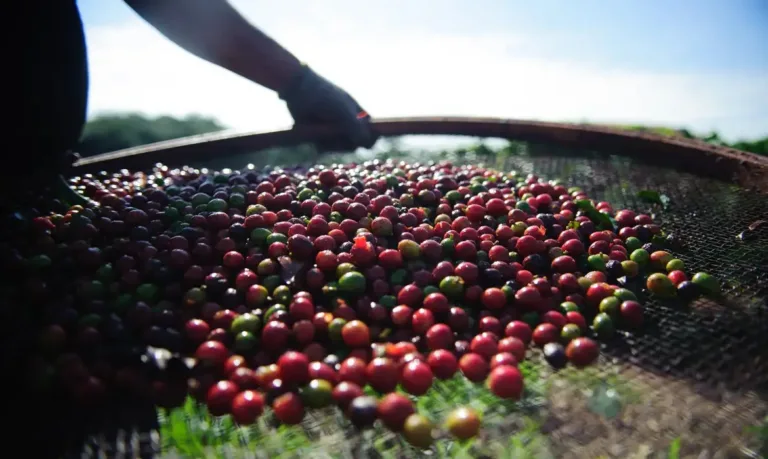 Estudo identifica trabalho escravo em todas as fazendas de café analisadas em Minas Gerais