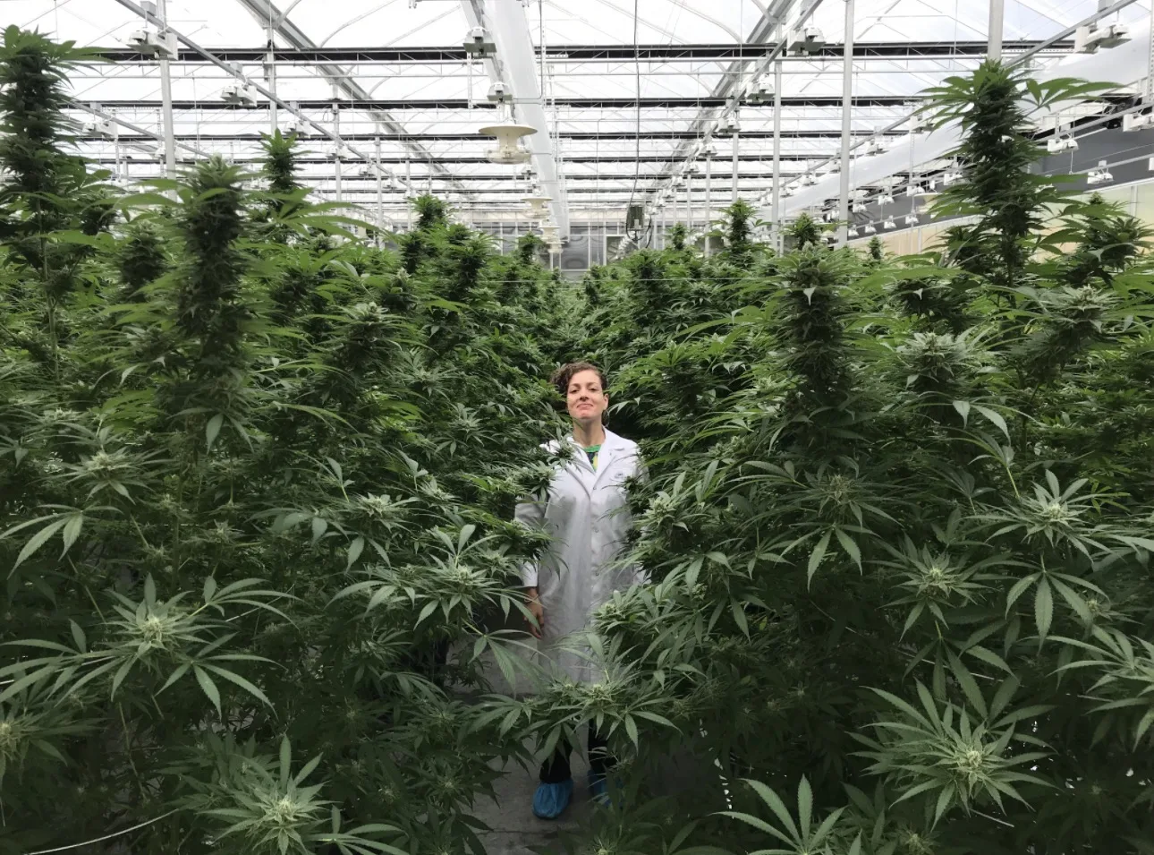 O uso da cannabis como medicina já é legal em mais de 50 países