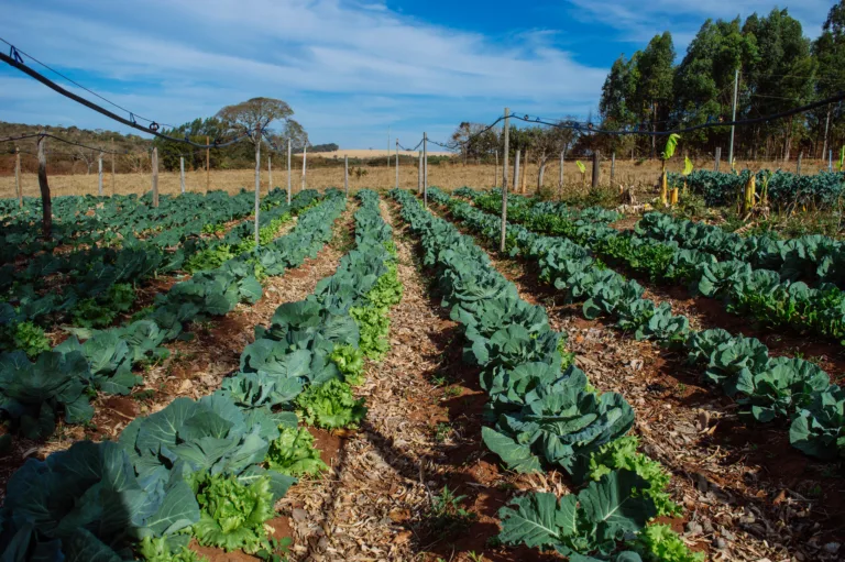 Por que a agroecologia exige outra forma de financiar a produção de alimentos? 