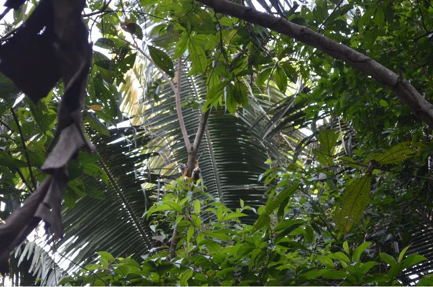Área de recuperação ambiental