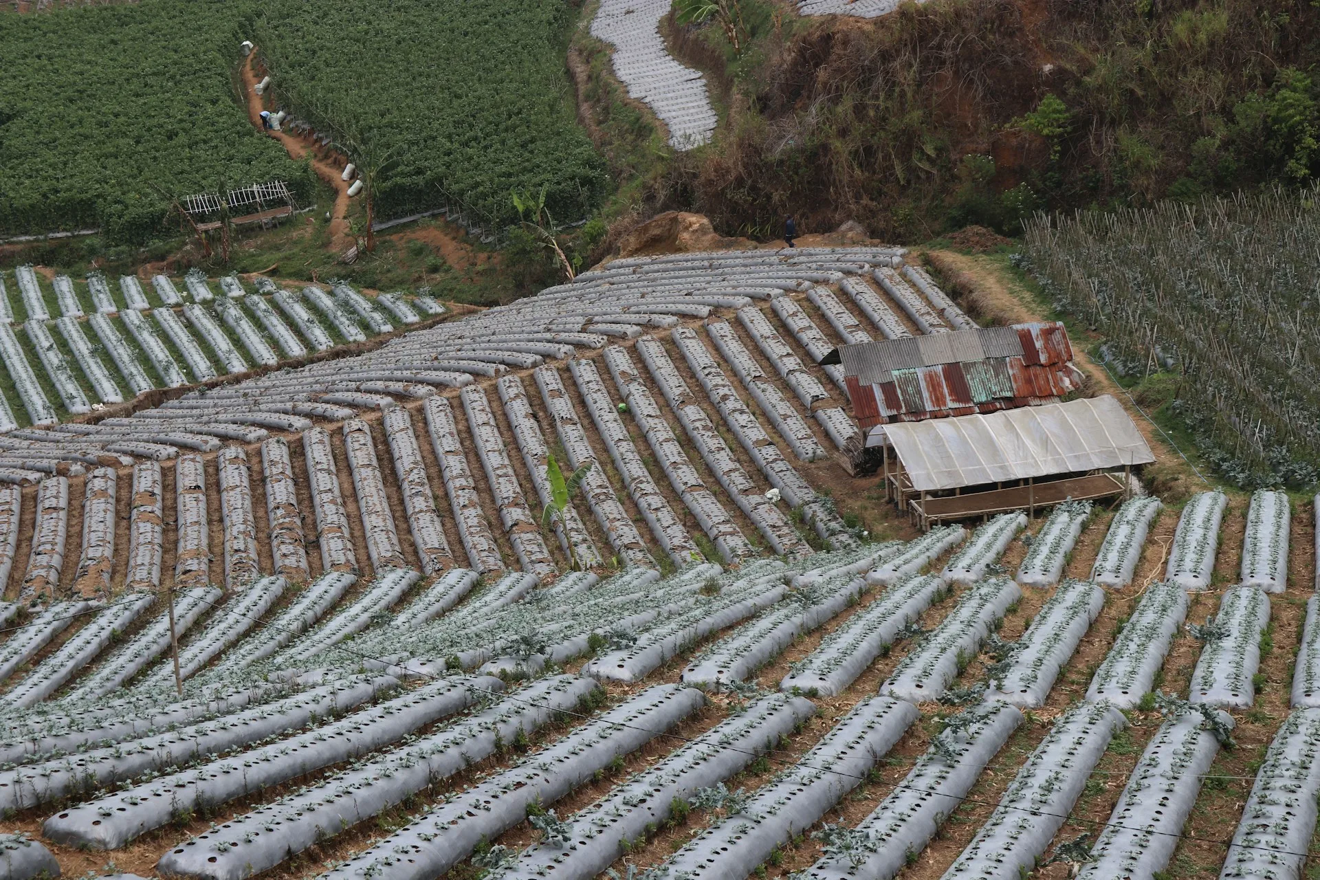 As cooperativas agrícolas também abrirão farmácias, clínicas, oferecerão serviços financeiros, organizarão armazéns e desenvolverão negócios logísticos