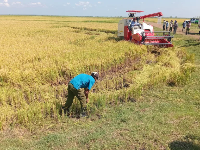Cuba e Vietnã ampliam cooperação agrícola com novo projeto de cultivo de arroz em Granma
