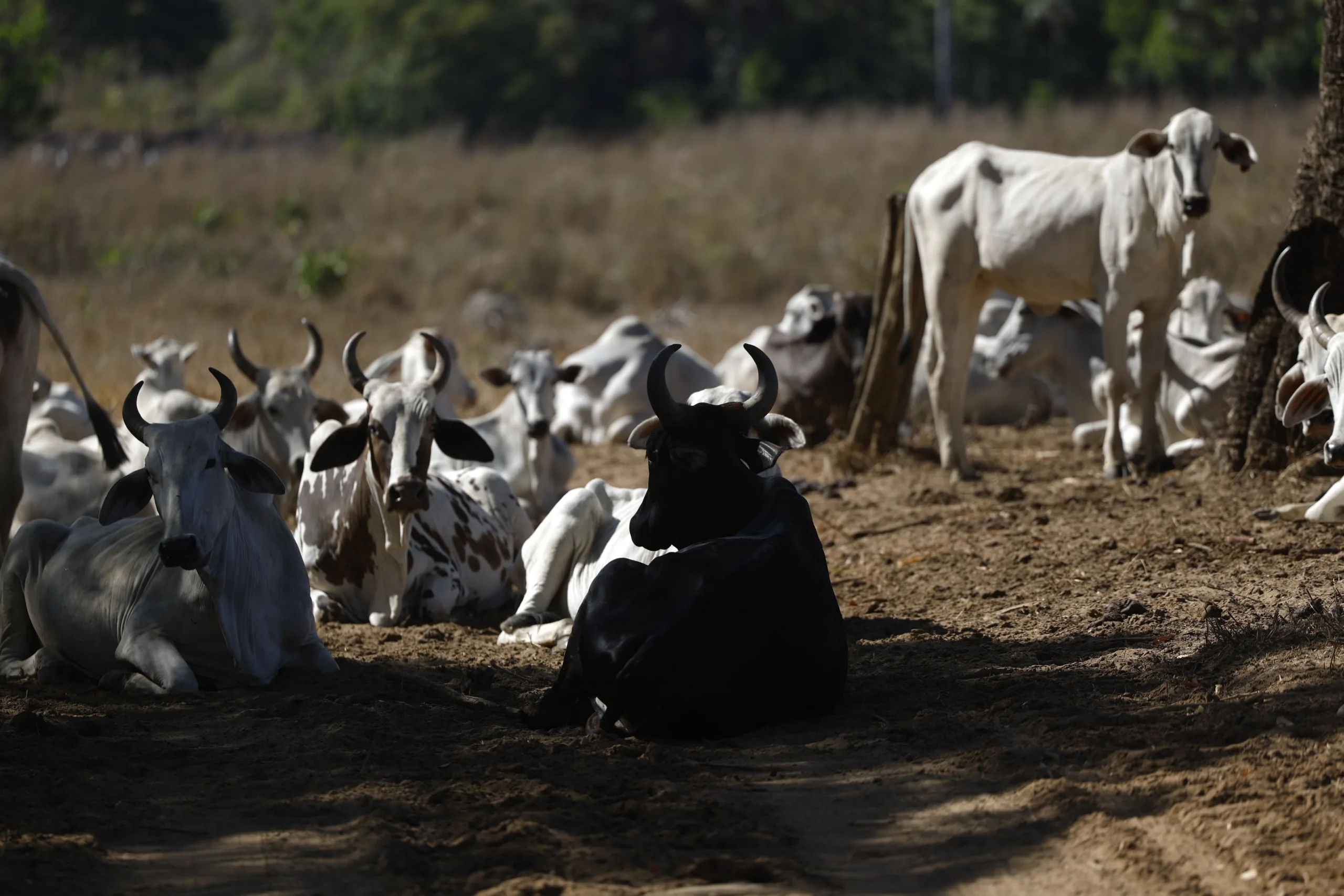 Criação de gado em fazenda na comunidade São Pedro, nos Gerais de Balsas