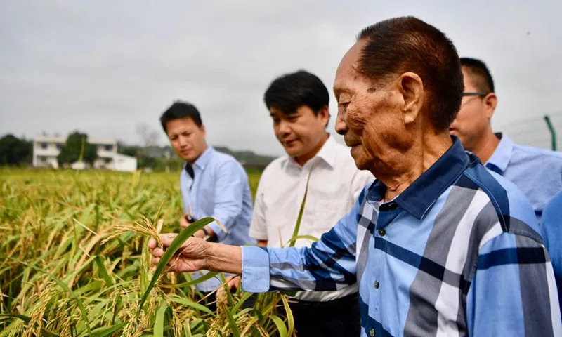 Yuan Longping, conhecido como o "Pai do Arroz Híbrido" da China, inspeciona a nova variedade nos campos do município de Hekou, na cidade de Xiangtan, província de Hunan, no centro da China. 2017 Foto: Xinhua
