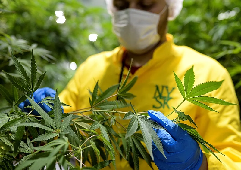 Com ampliação da disponibilização de medicamentos à base de Cannabis, mais de 6 milhões de brasileiros podem ser beneficiados