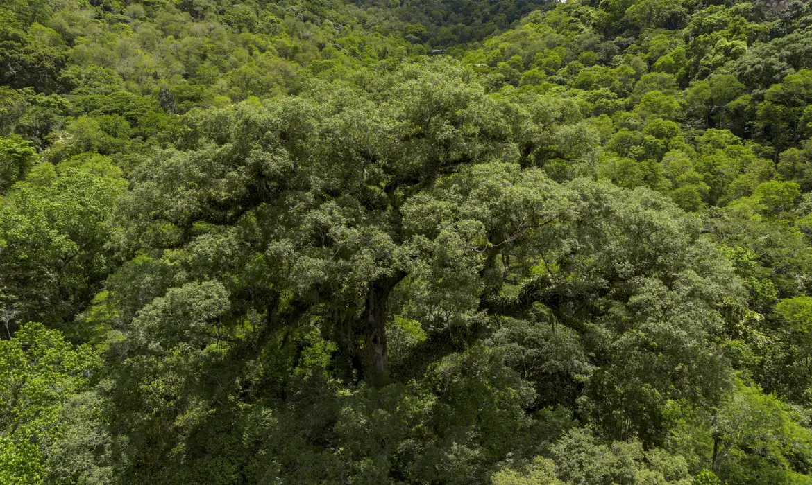 Área destruída passou de 53 mil hectares para pouco mais de 38 mil
