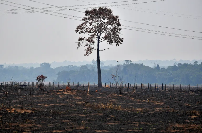 Amazônia ainda paga por devastação do governo Bolsonaro: '24 árvores cortadas por segundo'