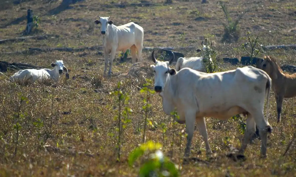 Produção pecuária é um dos setores que geram mais desmatamento no Cerrado.