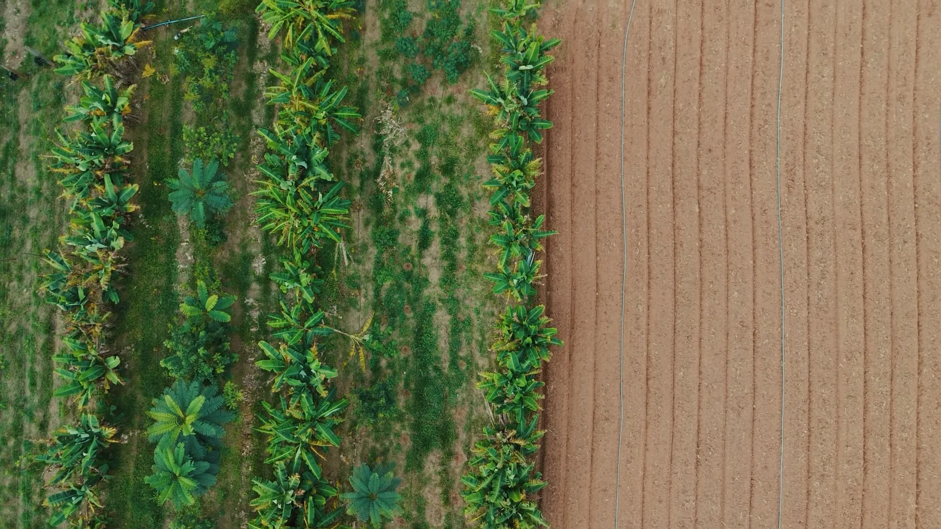 sistemas agroflorestais saf