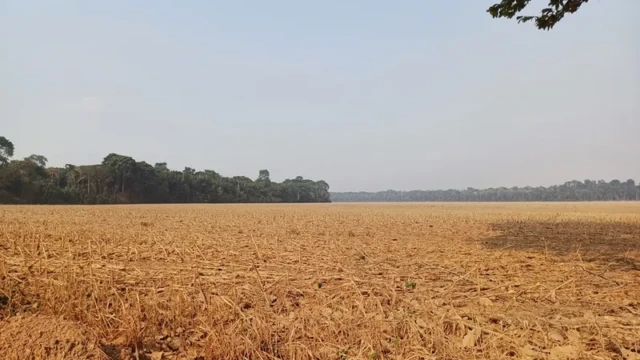 Os caules cortados da plantação de milho Os caules cortados da plantação de milho